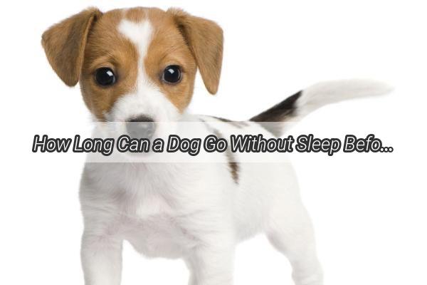 How Long Can a Dog Go Without Sleep Before It Starts Barking Unveiling the Secrets of Canine Sleep Patterns